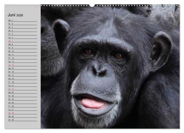 Produktbild: Schimpansen (hochwertiger Premium Wandkalender 2026 DIN A2 quer), Kunstdruck in Hochglanz