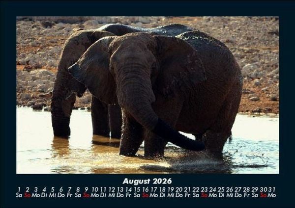 Produktbild: Elefanten - Die sanften Riesen Afrikas 2026 Fotokalender DIN A5