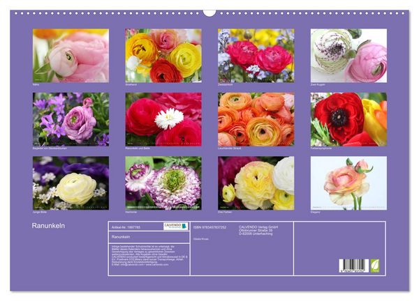 Produktbild: Ranunkeln (Wandkalender 2026 DIN A2 quer), CALVENDO Monatskalender