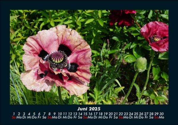 Produktbild: Blumenzauber 2025 Fotokalender DIN A5