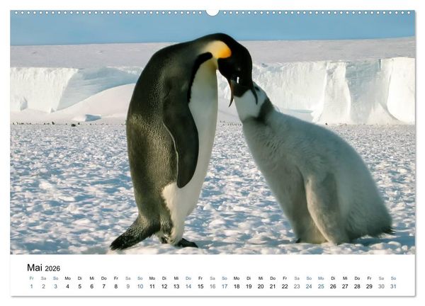 Produktbild: Antarktis (Wandkalender 2026 DIN A2 quer), CALVENDO Monatskalender