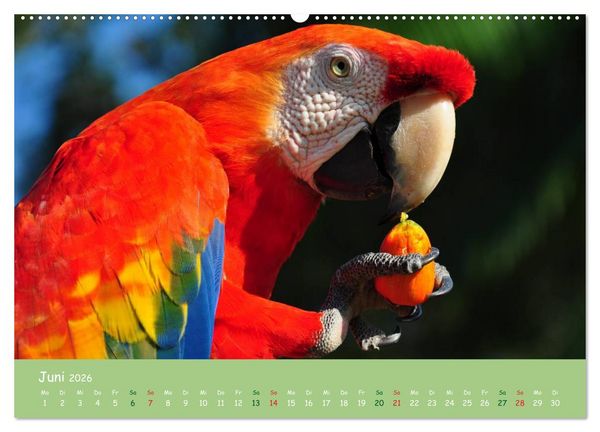 Produktbild: Am Amazonas (hochwertiger Premium Wandkalender 2026 DIN A2 quer), Kunstdruck in Hochglanz