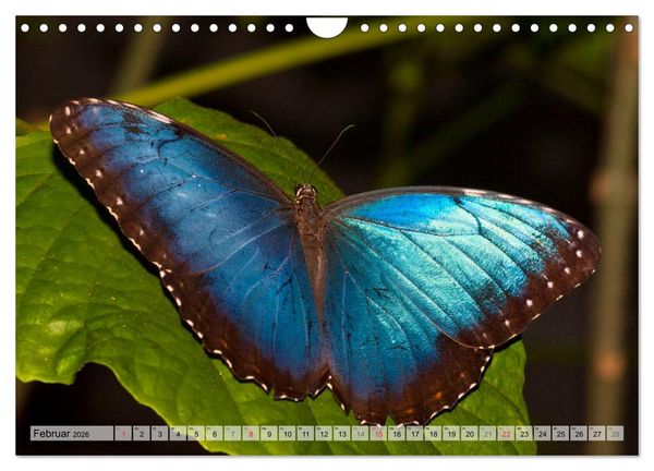 Produktbild: Schmetterlinge - zarte Gesch&ouml;pfe der Natur (Wandkalender 2026 DIN A4 quer), CALVENDO Monatskalender