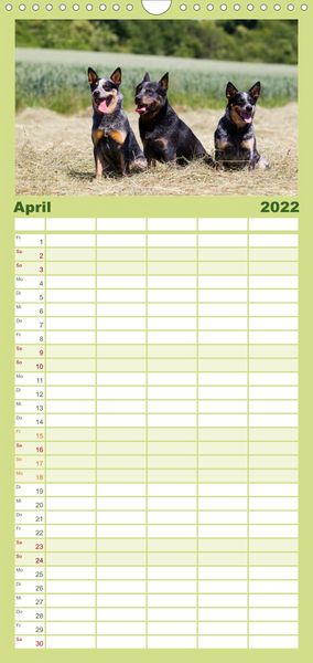 Produktbild: Familienplaner Faszinierende Australian Cattle Dogs (Wandkalender 2022 , 21 cm x 45 cm, hoch)