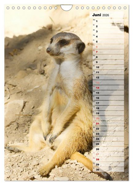 Produktbild: Erdm&auml;nnchen, putzige Kerlchen mit gro&szlig;en Knopfaugen (Wandkalender 2026 DIN A4 hoch), CALVENDO Monatskalender