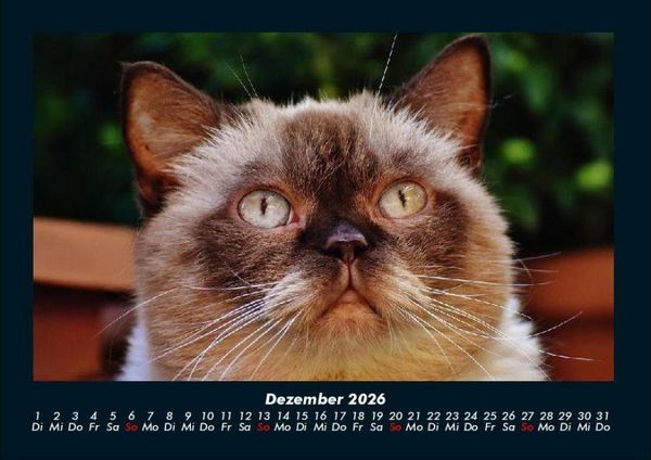 Produktbild: F&uuml;r Katzenfreunde 2026 Fotokalender DIN A4