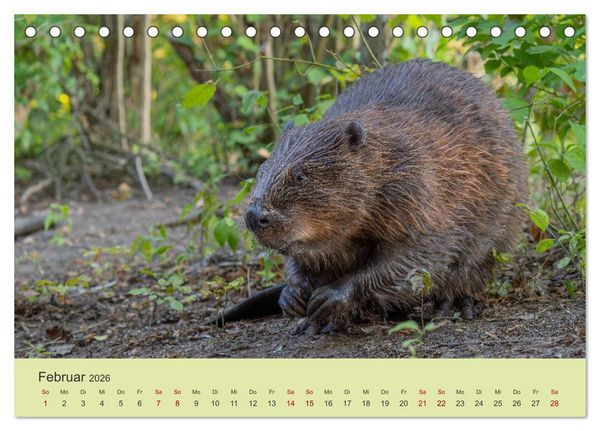Produktbild: Faszination Biber (Tischkalender 2026 DIN A5 quer), CALVENDO Monatskalender