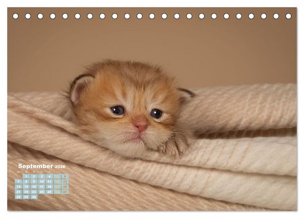 Produktbild: Die Kitten kommen. (Tischkalender 2026 DIN A5 quer), CALVENDO Monatskalender
