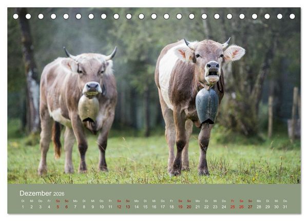 Produktbild: Allg&auml;uer Rindvieh 2026 (Tischkalender 2026 DIN A5 quer), CALVENDO Monatskalender
