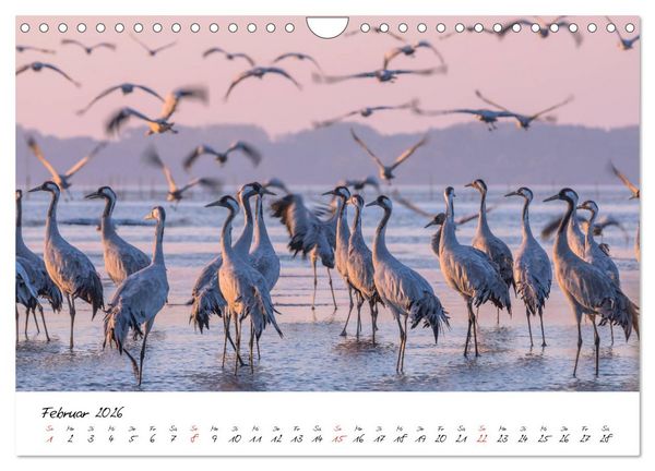 Produktbild: Kraniche am Schlafplatz - im Naturparadies der Mecklenburgischen Seenplatte (Wandkalender 2026 DIN A4 quer), CALVENDO Monatskalender