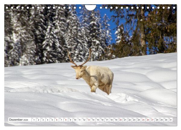 Produktbild: Waidmannsheil und Waidmannsdank (Wandkalender 2026 DIN A4 quer), CALVENDO Monatskalender