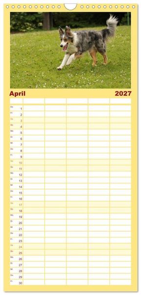Produktbild: Familienplaner 2027 - Australian Shepherd - Treue Blicke, wilde Herzen mit 5 Spalten (Wandkalender, 21 x 45 cm) CALVENDO