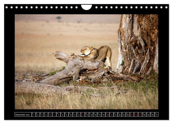 Produktbild: Afrikas Katzen (Wandkalender 2026 DIN A4 quer), CALVENDO Monatskalender