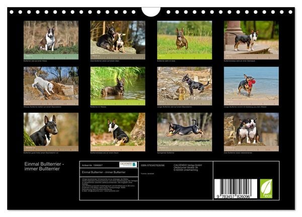Produktbild: Einmal Bullterrier - immer Bullterrier (Wandkalender 2026 DIN A4 quer), CALVENDO Monatskalender