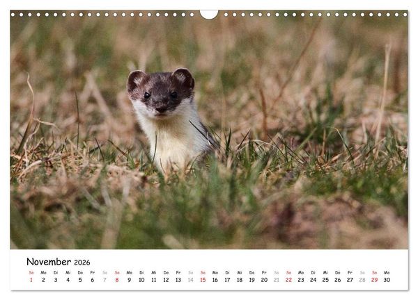 Produktbild: Hermelin - das wieselflinke Raubtier (Wandkalender 2026 DIN A3 quer), CALVENDO Monatskalender