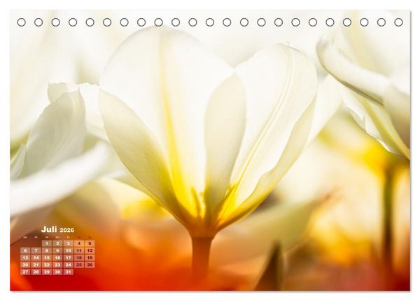 Produktbild: Fr&uuml;hlingstr&auml;ume in Wei&szlig; (Tischkalender 2026 DIN A5 quer), CALVENDO Monatskalender