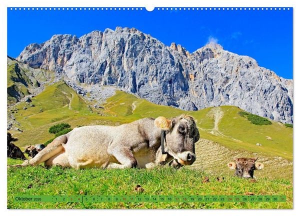 Produktbild: Auf Weidefl&auml;chen und Hochweiden (Wandkalender 2026 DIN A2 quer), CALVENDO Monatskalender