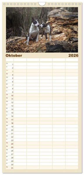Produktbild: Familienplaner 2026 - Bullterrier - charmante Herzensbrecher mit 5 Spalten (Wandkalender, 21 x 45 cm) CALVENDO