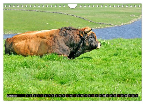 Produktbild: Collection Terre AUBRAC (Calendrier mural 2026 DIN A4 vertical), CALVENDO calendrier mensuel