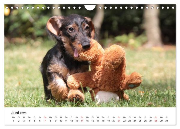 Produktbild: Ein Dackelkind blickt zur&uuml;ck (Wandkalender 2026 DIN A4 quer), CALVENDO Monatskalender