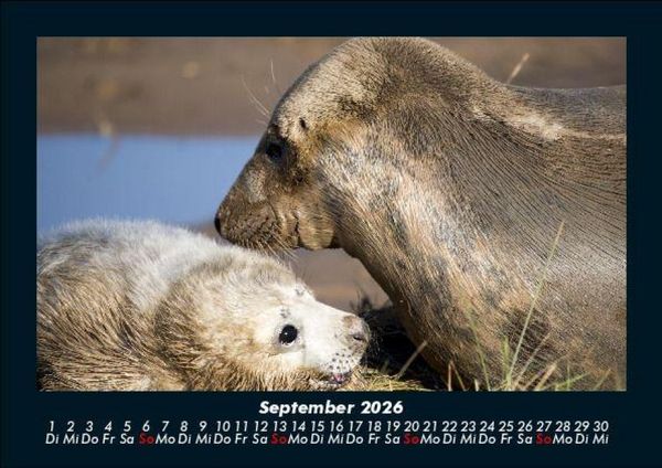 Produktbild: Der Hundekalender 2026 Fotokalender DIN A5