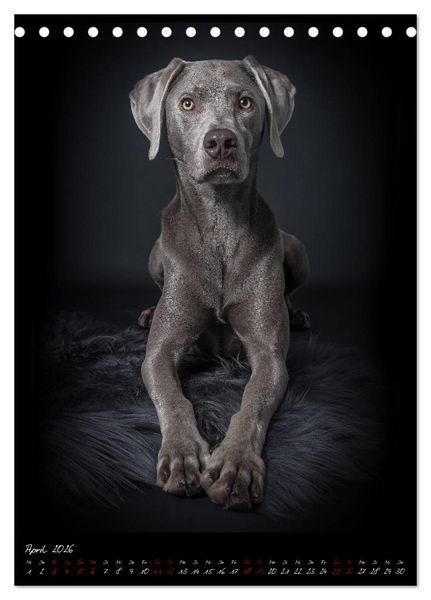 Produktbild: Hunde-Augen-Blicke (Tischkalender 2026 DIN A5 hoch), CALVENDO Monatskalender