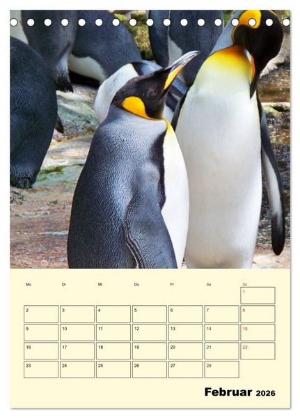 Produktbild: Pinguine. Wackeln im Thermo-Frack (Tischkalender 2026 DIN A5 hoch), CALVENDO Monatskalender