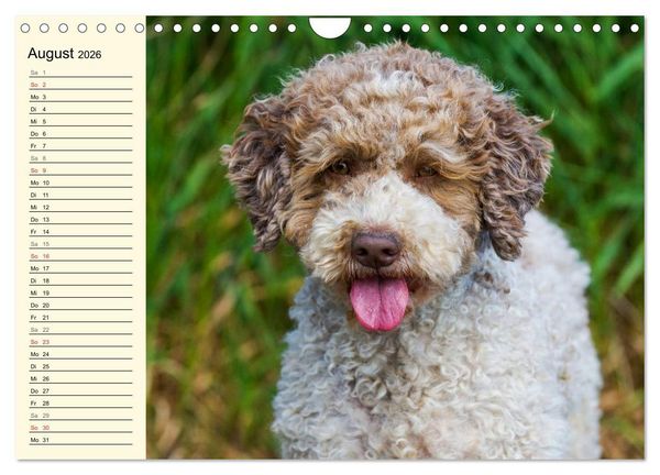 Produktbild: Lagotto Romagnolo - Italienischer Tr&uuml;ffelhund (Wandkalender 2026 DIN A4 quer), CALVENDO Monatskalender
