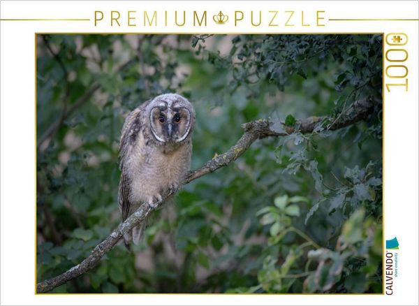 Produktbild: CALVENDO Puzzle Waldohreule, &Auml;stling | 1000 Teile Lege-Gr&ouml;&szlig;e 64x48cm Foto-Puzzle f&uuml;r gl&uuml;ckliche Stunden