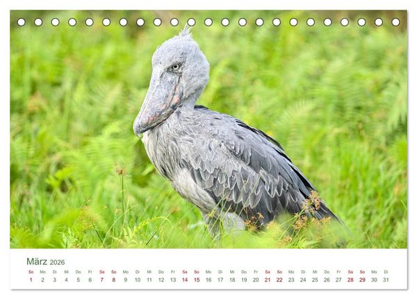 Produktbild: Tierwelten UGANDA (Tischkalender 2026 DIN A5 quer), CALVENDO Monatskalender