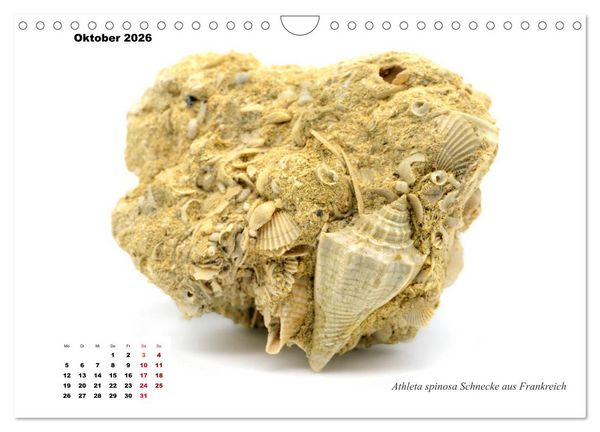 Produktbild: Fossilien - Ammoniten, Trilobiten, Erdgeschichte (Wandkalender 2026 DIN A4 quer), CALVENDO Monatskalender