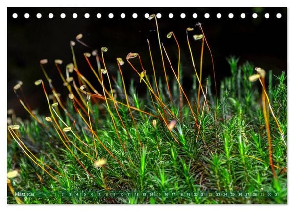 Produktbild: Spaziergang im Wald (Tischkalender 2026 DIN A5 quer), CALVENDO Monatskalender