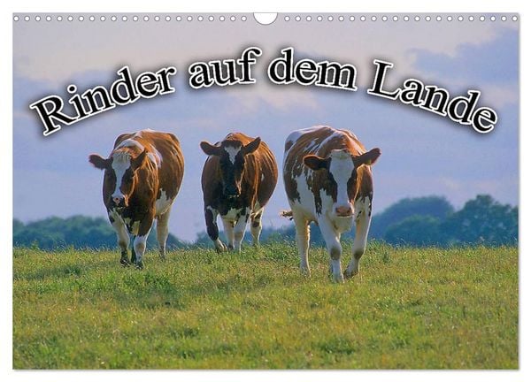 Produktbild: Rinder auf dem Lande (Wandkalender 2026 DIN A3 quer), CALVENDO Monatskalender