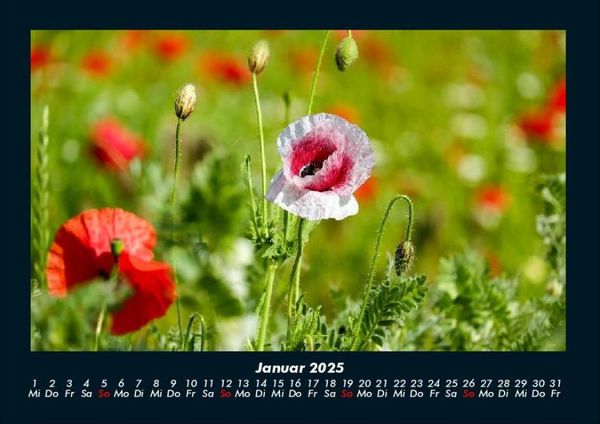Produktbild: Blumentr&auml;ume 2025 Fotokalender DIN A4