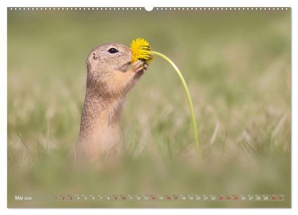 Produktbild: Zauberhafte Ziesel (hochwertiger Premium Wandkalender 2026 DIN A2 quer), Kunstdruck in Hochglanz