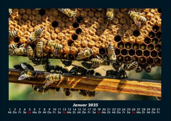 Produktbild: Bienen 2025 Fotokalender DIN A4