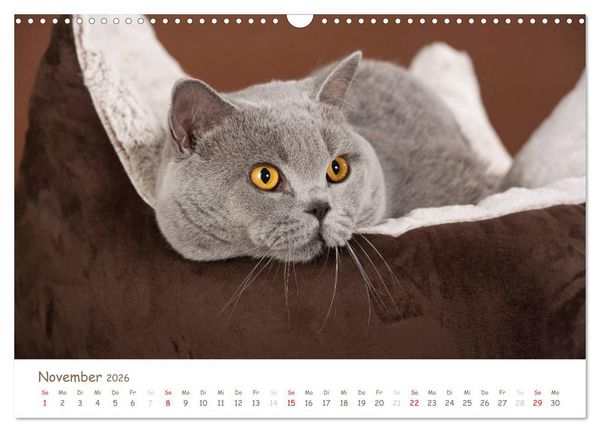 Produktbild: Die Britisch Kurzhaar (Wandkalender 2026 DIN A3 quer), CALVENDO Monatskalender