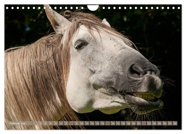 Produktbild: Das Lachen der Pferde - Lustige Gesichter (Wandkalender 2026 DIN A4 quer), CALVENDO Monatskalender