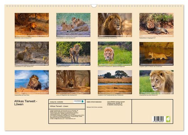 Produktbild: Afrikas Tierwelt - L&ouml;wen (Wandkalender 2027 DIN A2 quer), CALVENDO Monatskalender