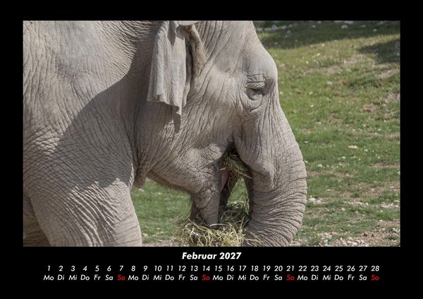 Produktbild: Der Elefantenkalender 2027 Fotokalender DIN A3
