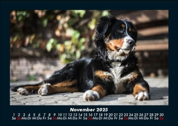 Produktbild: Der Hundekalender 2025 Fotokalender DIN A5