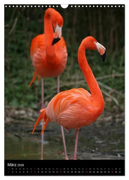 Produktbild: Flamingos - Eleganz in Rot und Rosa (Wandkalender 2026 DIN A3 hoch), CALVENDO Monatskalender