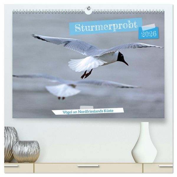 Produktbild: Sturmerprobt - V&ouml;gel an Nordfrieslands K&uuml;ste (hochwertiger Premium Wandkalender 2026 DIN A2 quer), Kunstdruck in Hochglanz