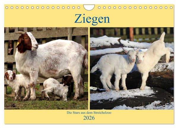 Ziegen - Die Stars aus dem Streichelzoo (Wandkalender 2026 DIN A4 quer), CALVENDO Monatskalender