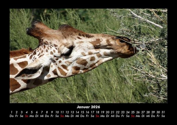 Produktbild: Giraffen 2026 Fotokalender DIN A3