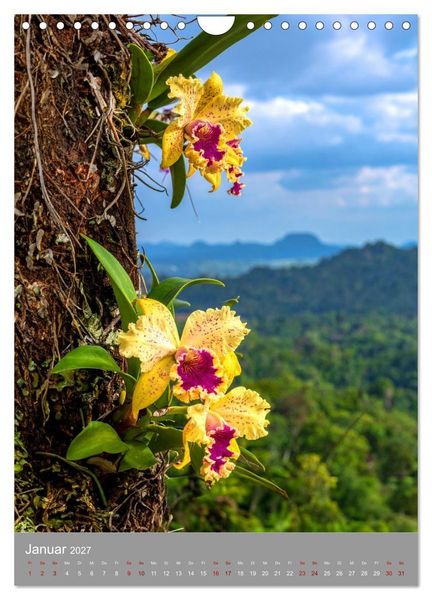 Produktbild: K&ouml;nigin Cattleya (Wandkalender 2027 DIN A4 hoch), CALVENDO Monatskalender
