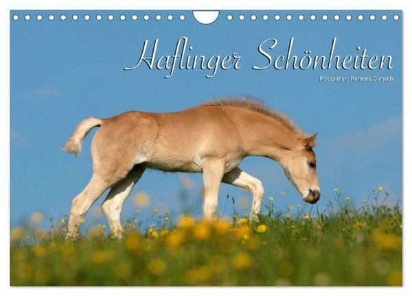Haflinger Schönheiten (Wandkalender 2026 DIN A4 quer), CALVENDO Monatskalender