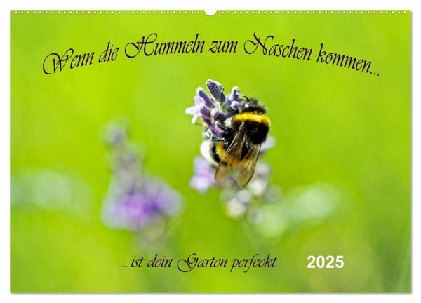 Wenn die Hummeln zum naschen kommen, ist dein Garten perfekt (Wandkalender 2025 DIN A2 quer), CALVENDO Monatskalender