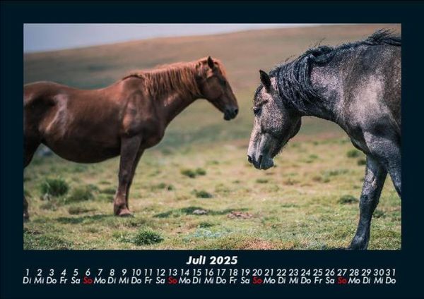 Produktbild: Die Welt der Pferde 2025 Fotokalender DIN A5