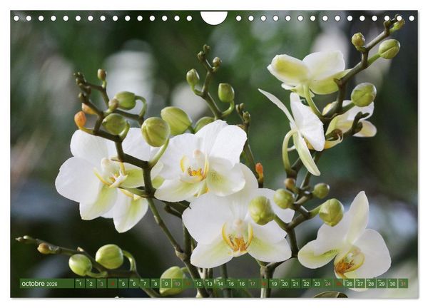 Produktbild: Orchid&eacute;es merveilleuses (Calendrier mural 2026 DIN A4 vertical), CALVENDO calendrier mensuel